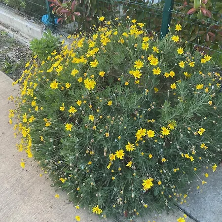 公寓 Mahane 地拉那