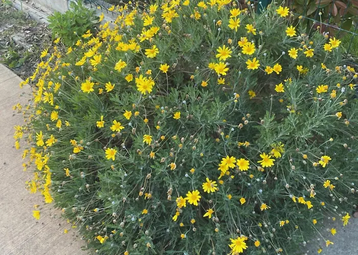 Apartman Mahane Tirana